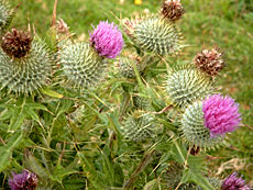 Skotlands national blomst