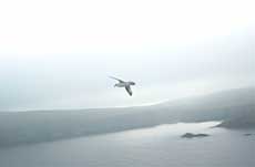 Mallemuk over Fair Isle
