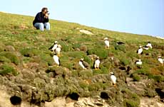 Henrik filmer puffins
