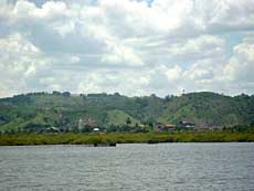 Maragojipe