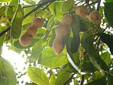 Tarmarinfrugter