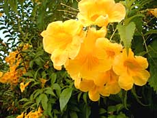 Store buske med disse gule blomster