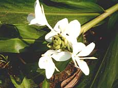 Smukke blomster