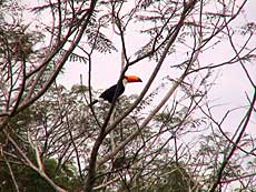 Den store Tucan