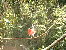Skestork