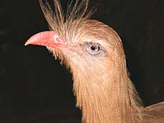Chuña de Patas Rojas