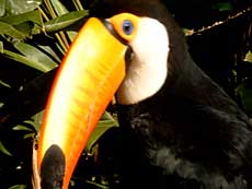 Den største Tucan