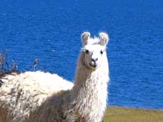 Llama