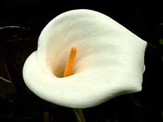 En af de flotte blomster i haven