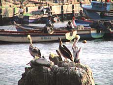 Mollendo havn.