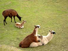 Selv en llama har intet privatliv.
