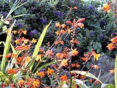 Blomster