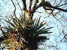 Snylteplante.