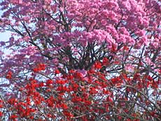 Forårsblomster.