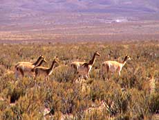 En flok vicuñaer.