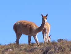 Vicuñaerne lever oppe på højsletterne, hvor der er frost om natten.