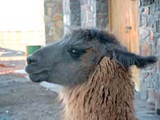 Llama.