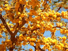 Mimoserne i fuld flor.