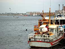 En søløve redder sig en godbid når fiskerne renser fisk
