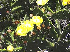 Flotte gule blomster