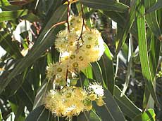 Blomster og frugter fra eukalyptus