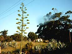 En agave i blomst