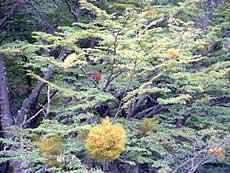 Skoven i Tierra del Fuego