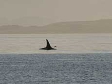 Orca med sin flotte rygfinne