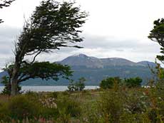 Árboles bandera, "flag tree"