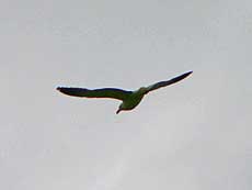 Albatros