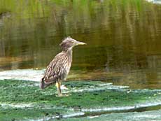 Garza bruja, nathejre lige så våd som vi var!