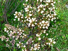 Lav busk med masser af hvide blomster