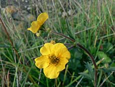 Masser af disse gule blomster