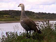 Cauquén cabeza gris
