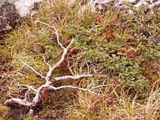Typisk vegetation