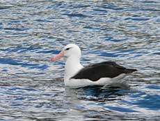 Albatros