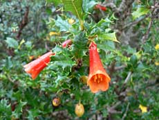 Og denne orange klokkeblomst.
