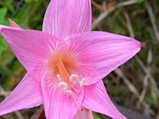 Flot sart pink lilje