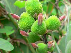 Friske skud, kan ikke huske navnet på planten. Men flot er den.