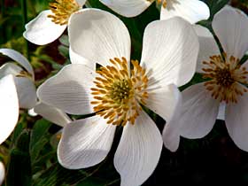 Narcissus Anemone