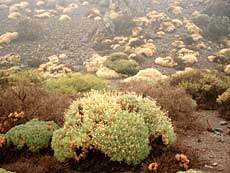 Teide white broom