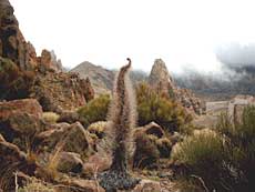 Teide bugloss