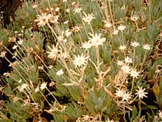 Teide white broom