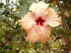 Hawaiiblomst