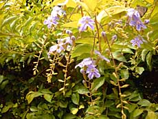 Dejlige blomster